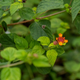 Lantana camara, a tropical American shrub with pretty flowers is considered one of the top 10 worst invasive species by the IUCN.